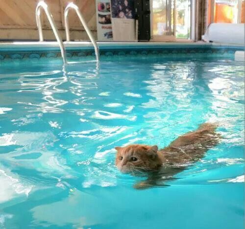 Cat Swimming in a Pool