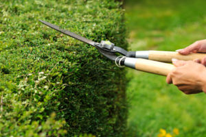 Trim Your Hedges and Bushes in Houston