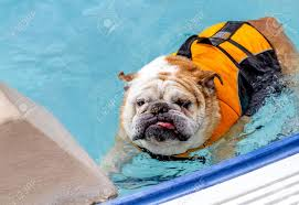 Safety First When Teaching Your Dog to Swim