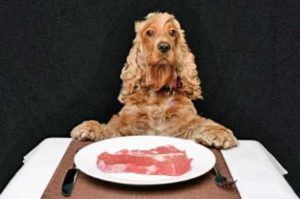 dog eating steak