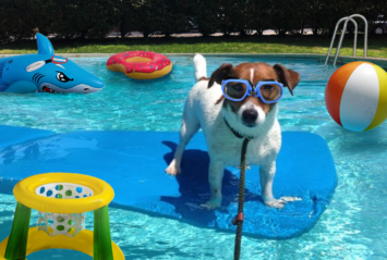 Dog Post-Swim Ritual