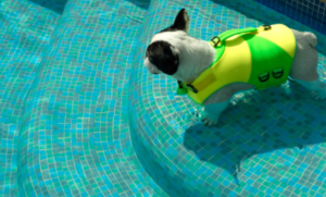 Dog on Swimming Pool Steps