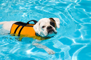 Teach Your Dog to Swim Step 2